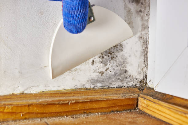 Best Mold Documentation for Insurance Claims  in Glenwood, AR