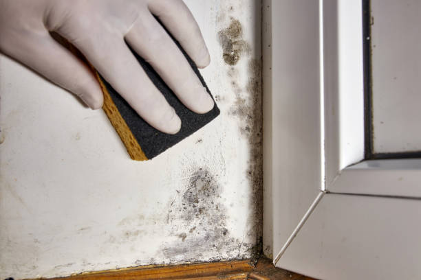 Best Mold-Related Health Consultation  in Glenwood, AR