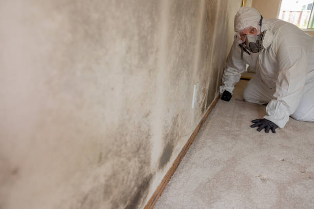 Biohazard Mold Removal in Glenwood, AR